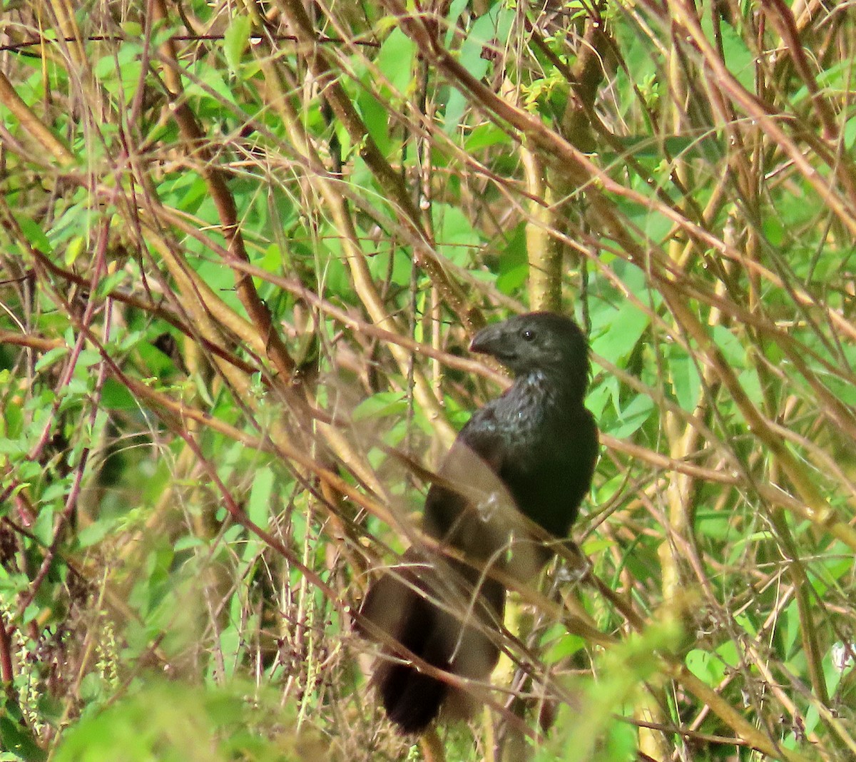 Groove-billed Ani - ML621816474