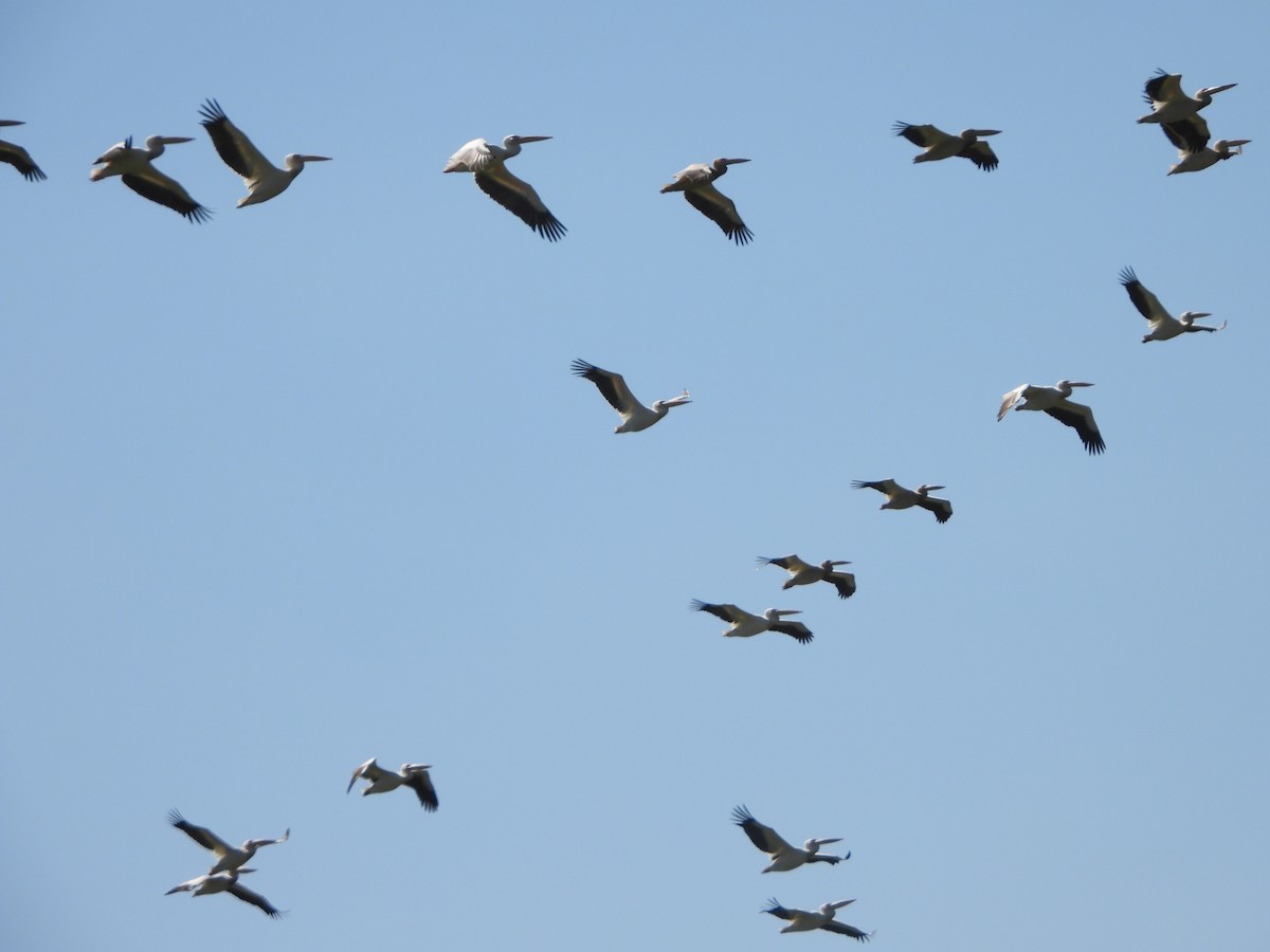 Great White Pelican - ML621816488