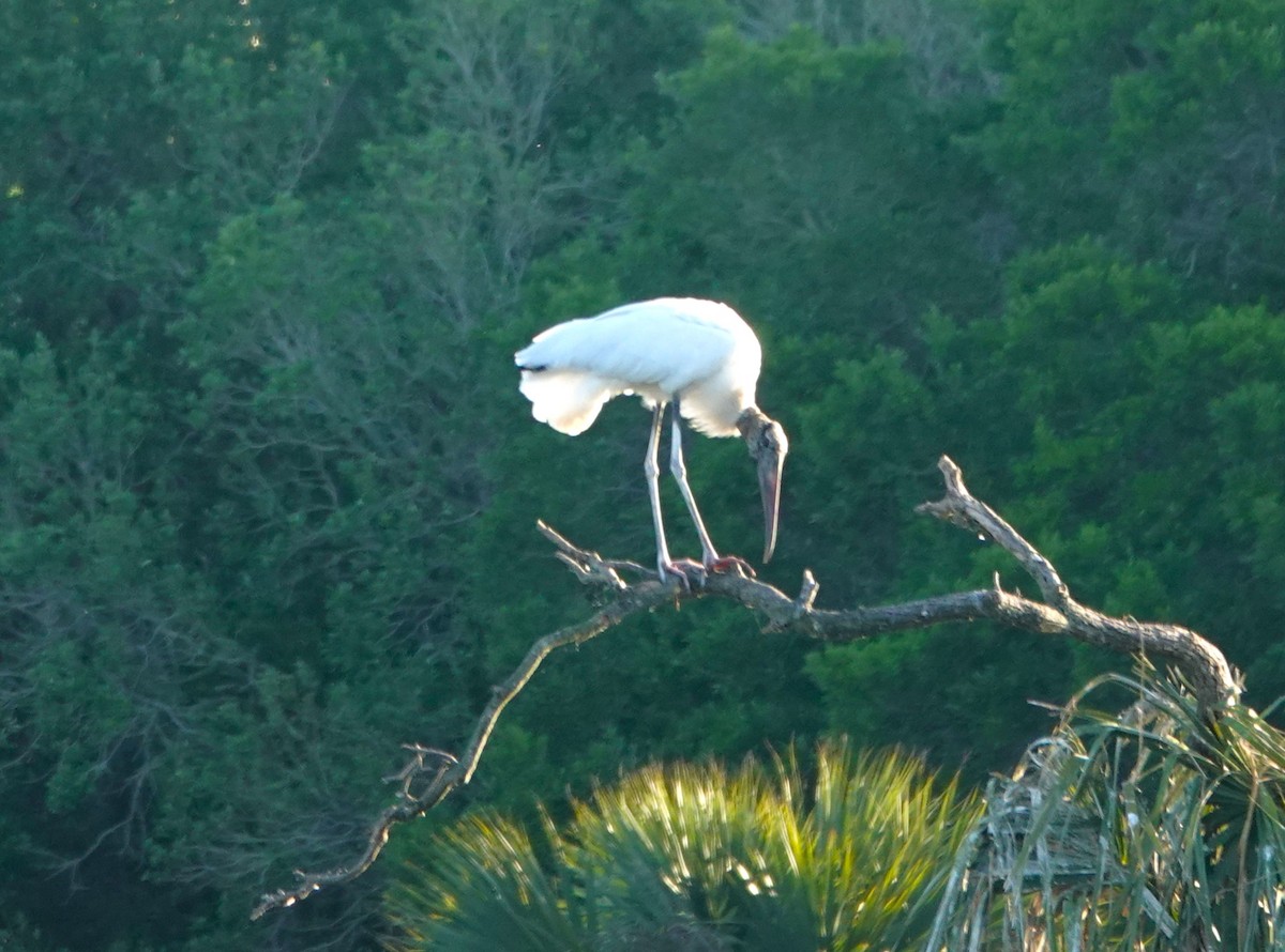 Wood Stork - ML621816537