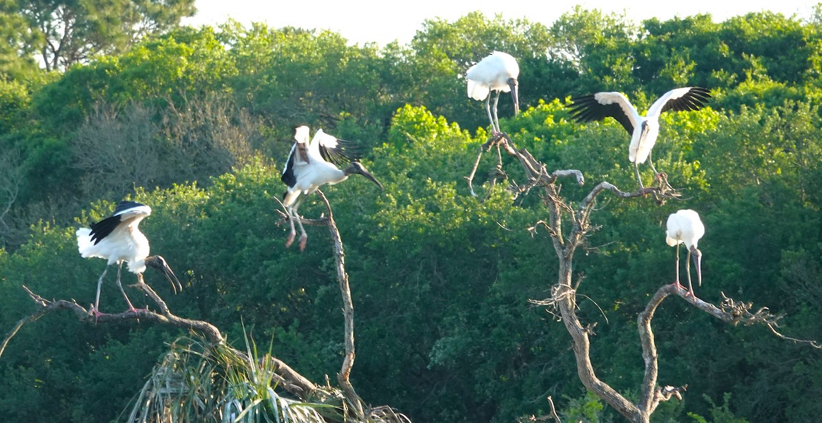 Wood Stork - ML621816538