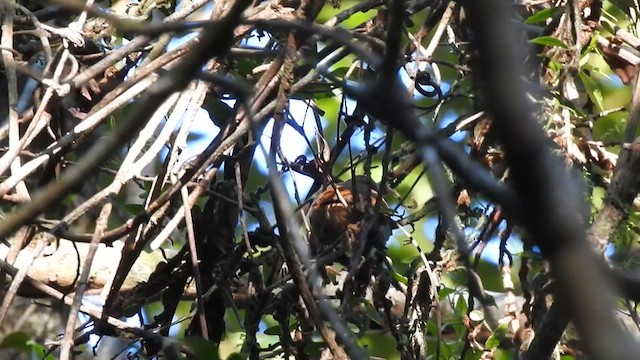 Ochre-breasted Foliage-gleaner - ML621816548