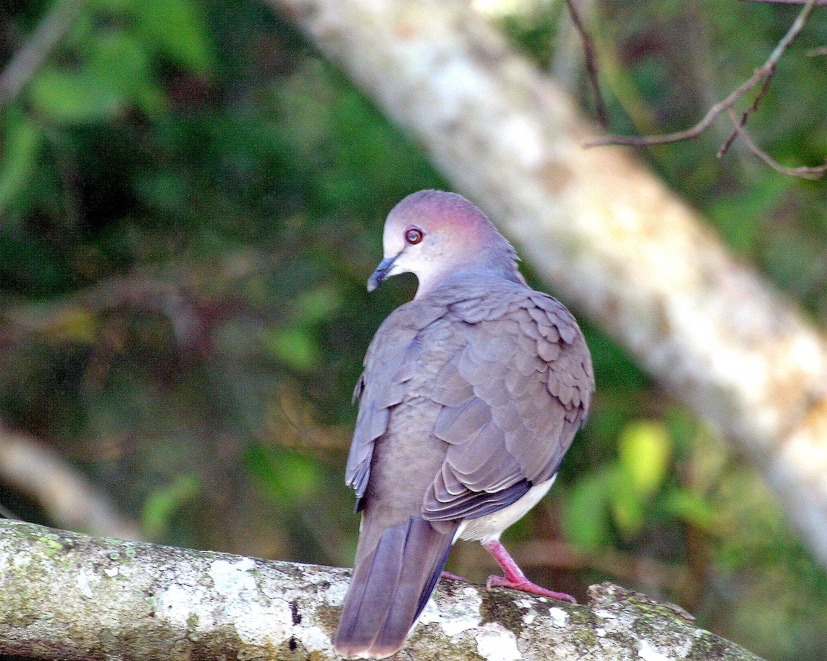 White-tipped Dove - ML621816564