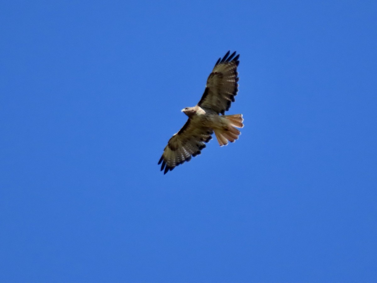 Red-tailed Hawk - ML621816578