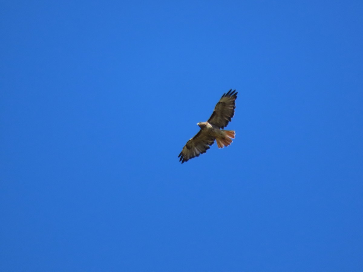 Red-tailed Hawk - ML621816579