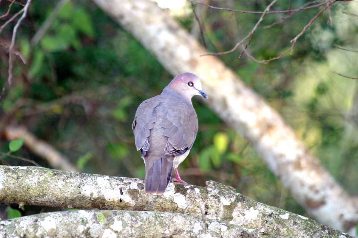 White-tipped Dove - ML621816581