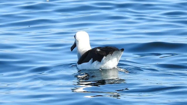 Atlantic Yellow-nosed Albatross - ML621816586