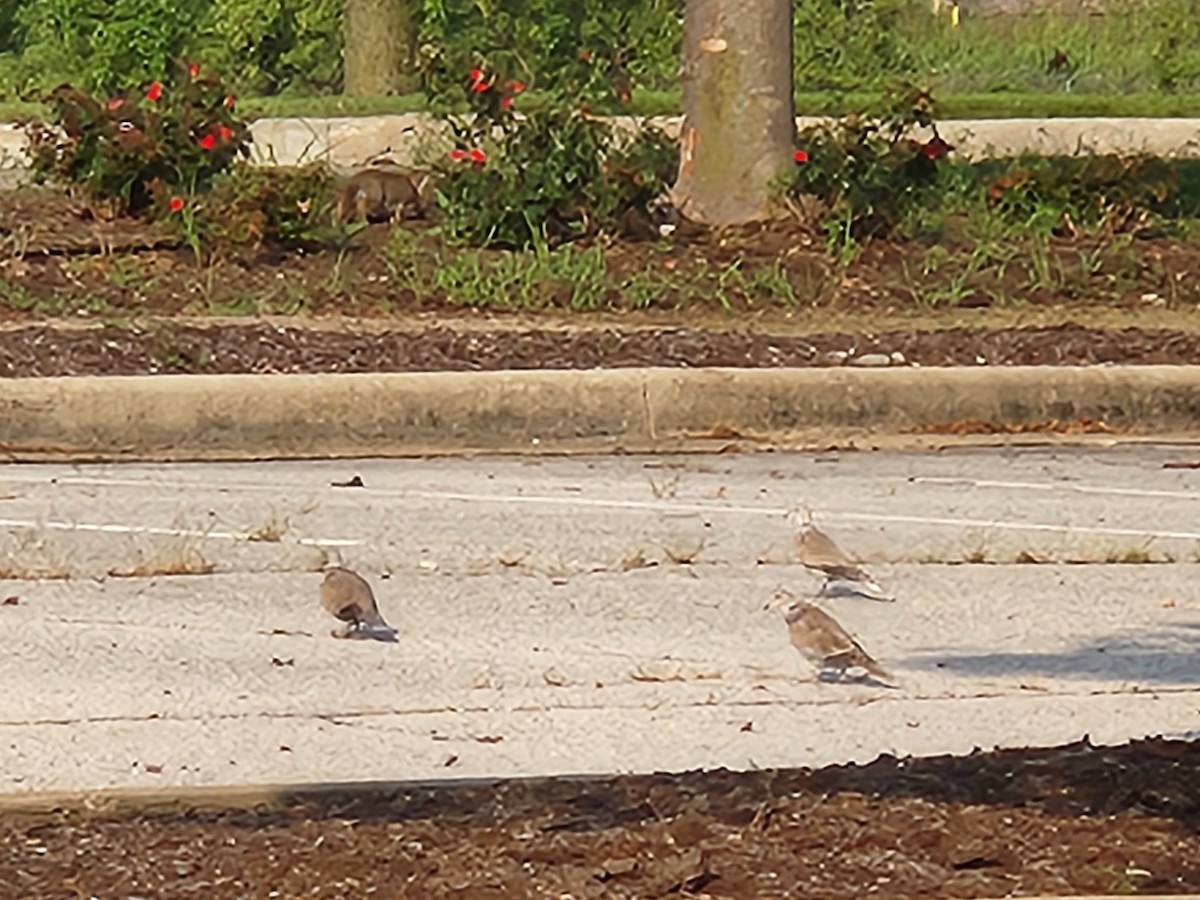 Eurasian Collared-Dove - ML621816594