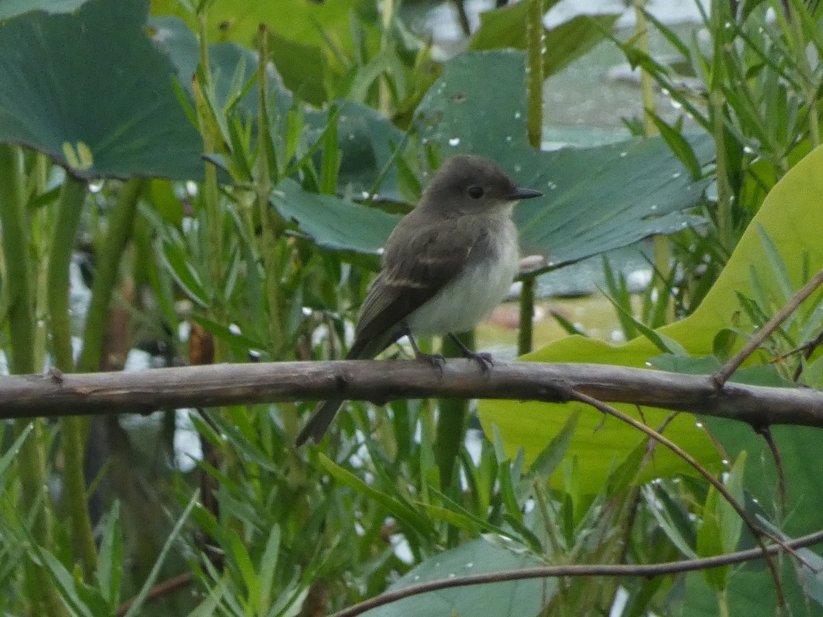 Eastern Phoebe - Matthew Rathgeber