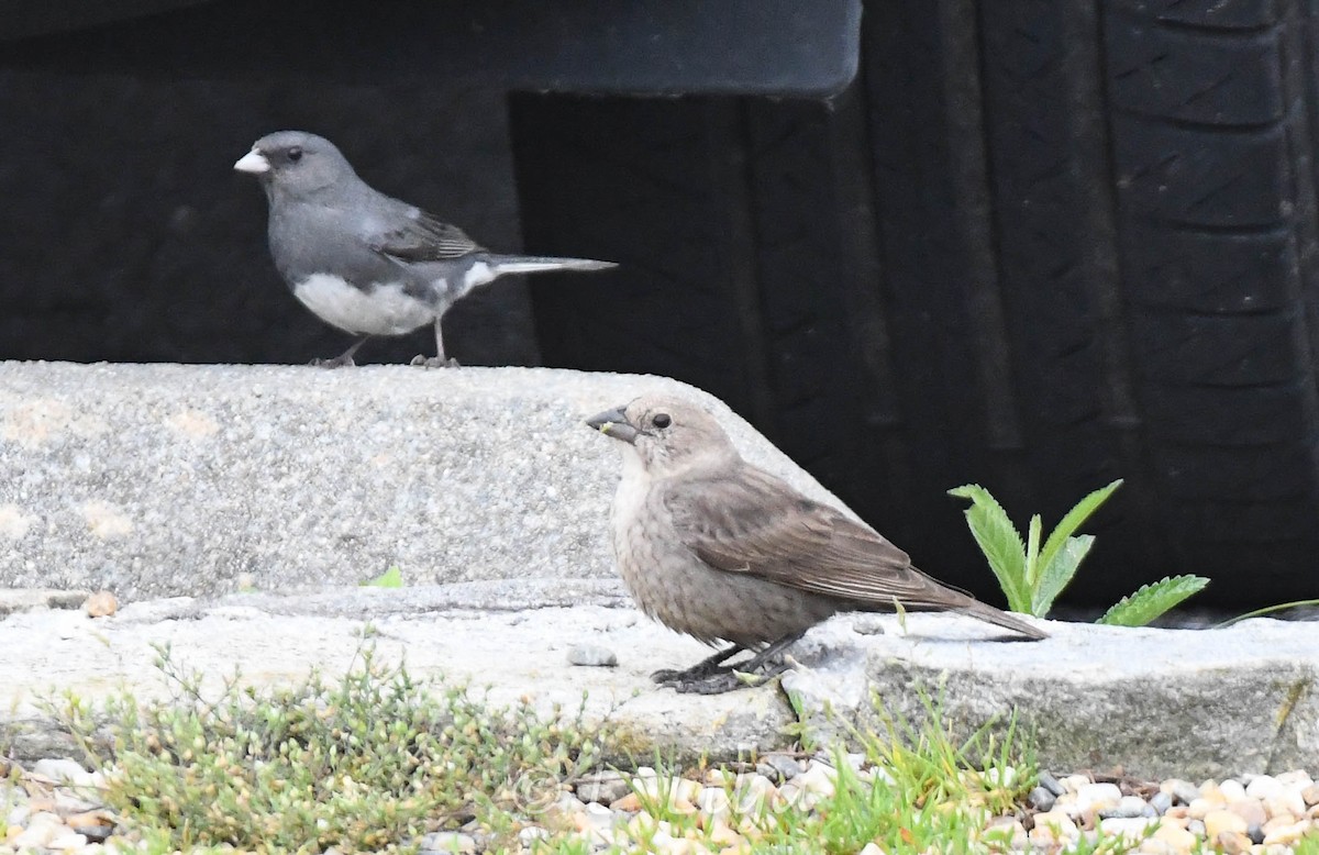 Tordo Cabecipardo - ML621816607