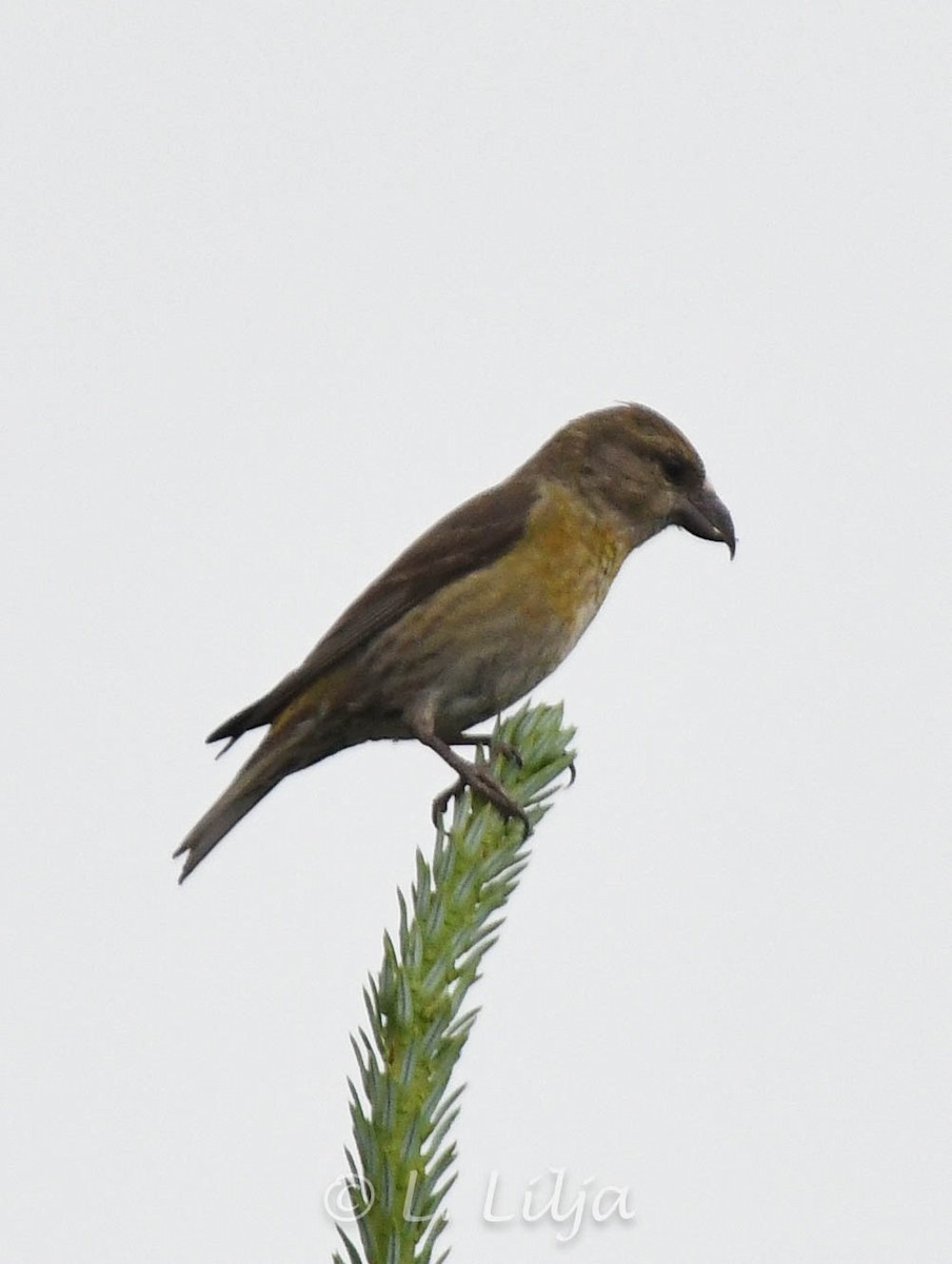 Red Crossbill - ML621816611