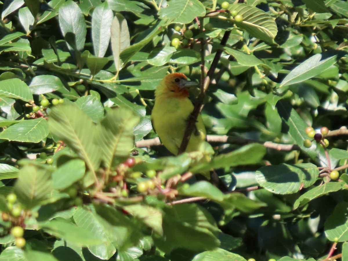 Western Tanager - ML621816626