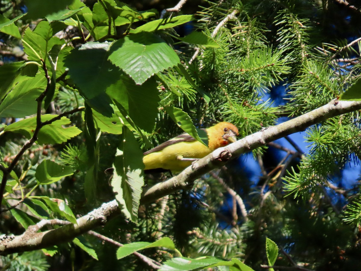 Western Tanager - ML621816627