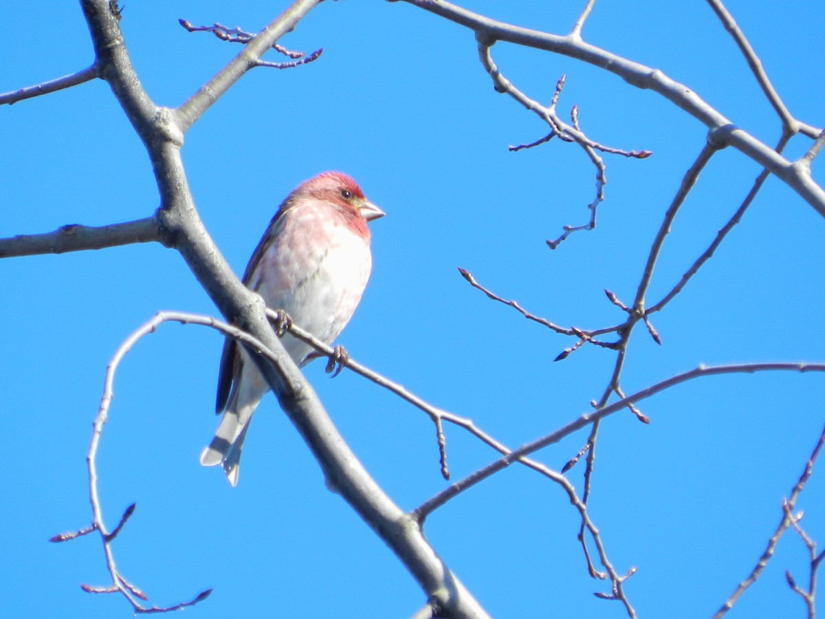 Purple Finch - ML621816644