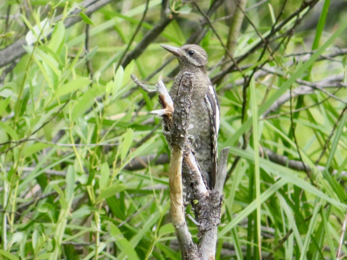 Red-naped x Red-breasted Sapsucker (hybrid) - ML621816665