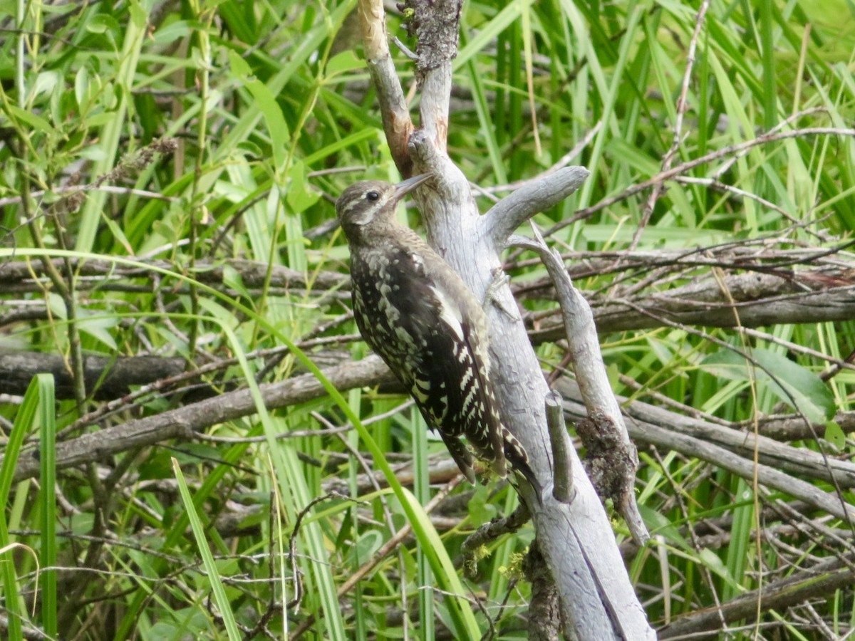 Red-naped x Red-breasted Sapsucker (hybrid) - ML621816666