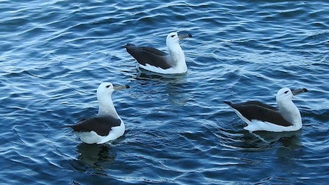 Albatros à sourcils noirs - ML621816690