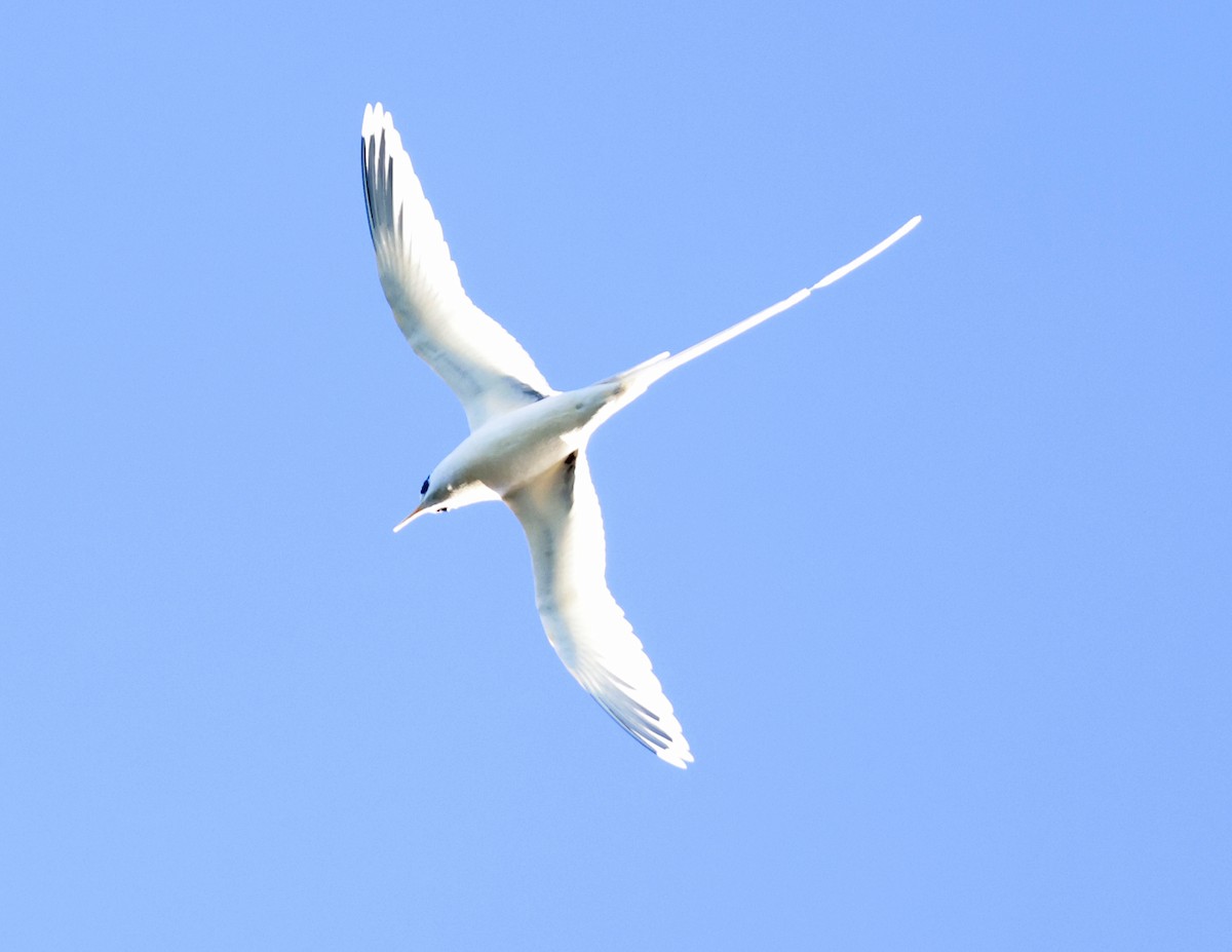 White-tailed Tropicbird - ML621816705
