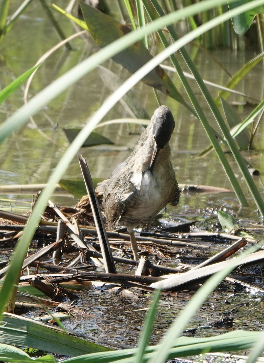 Clapper Rail - ML621816746