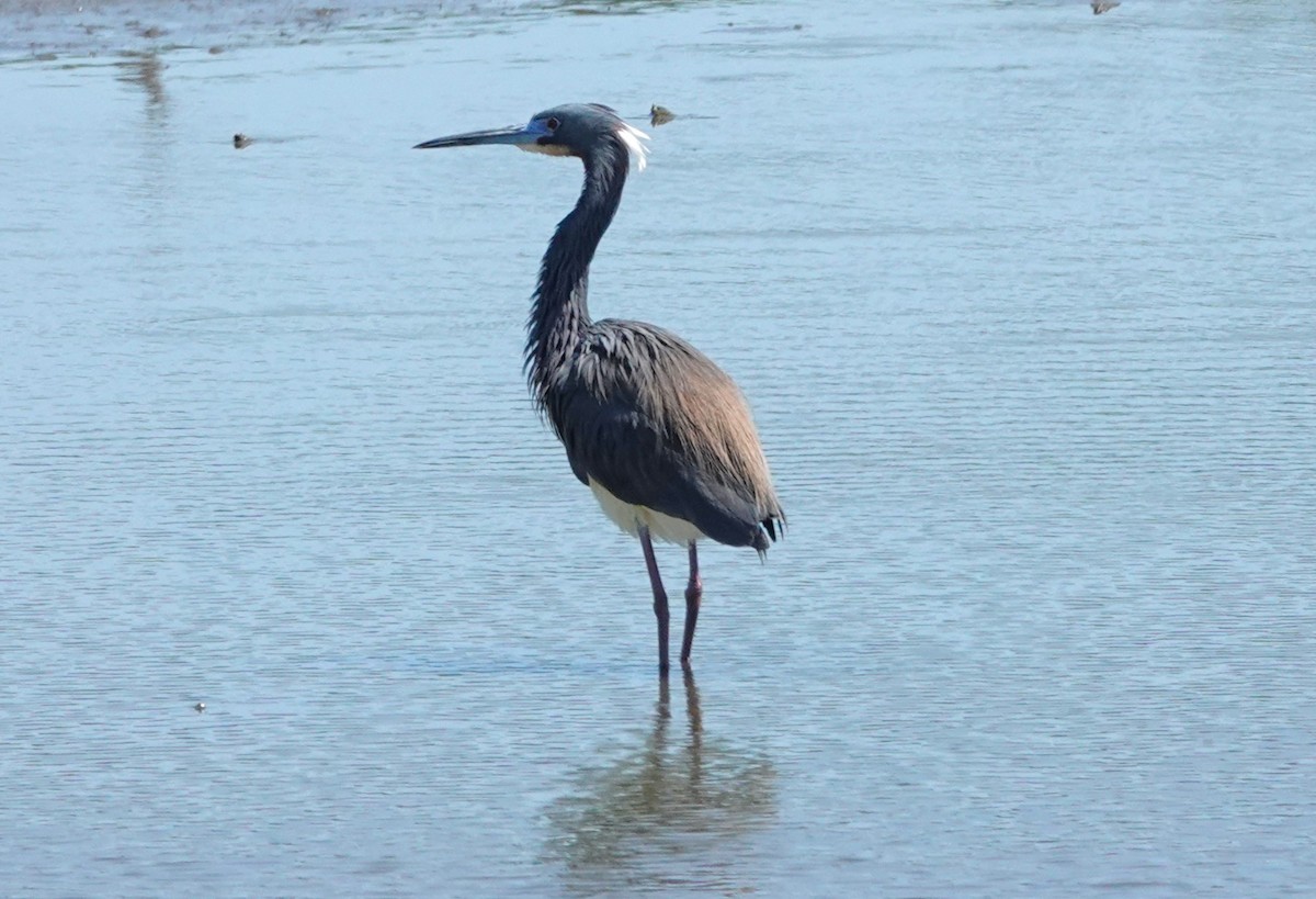 Tricolored Heron - ML621816751