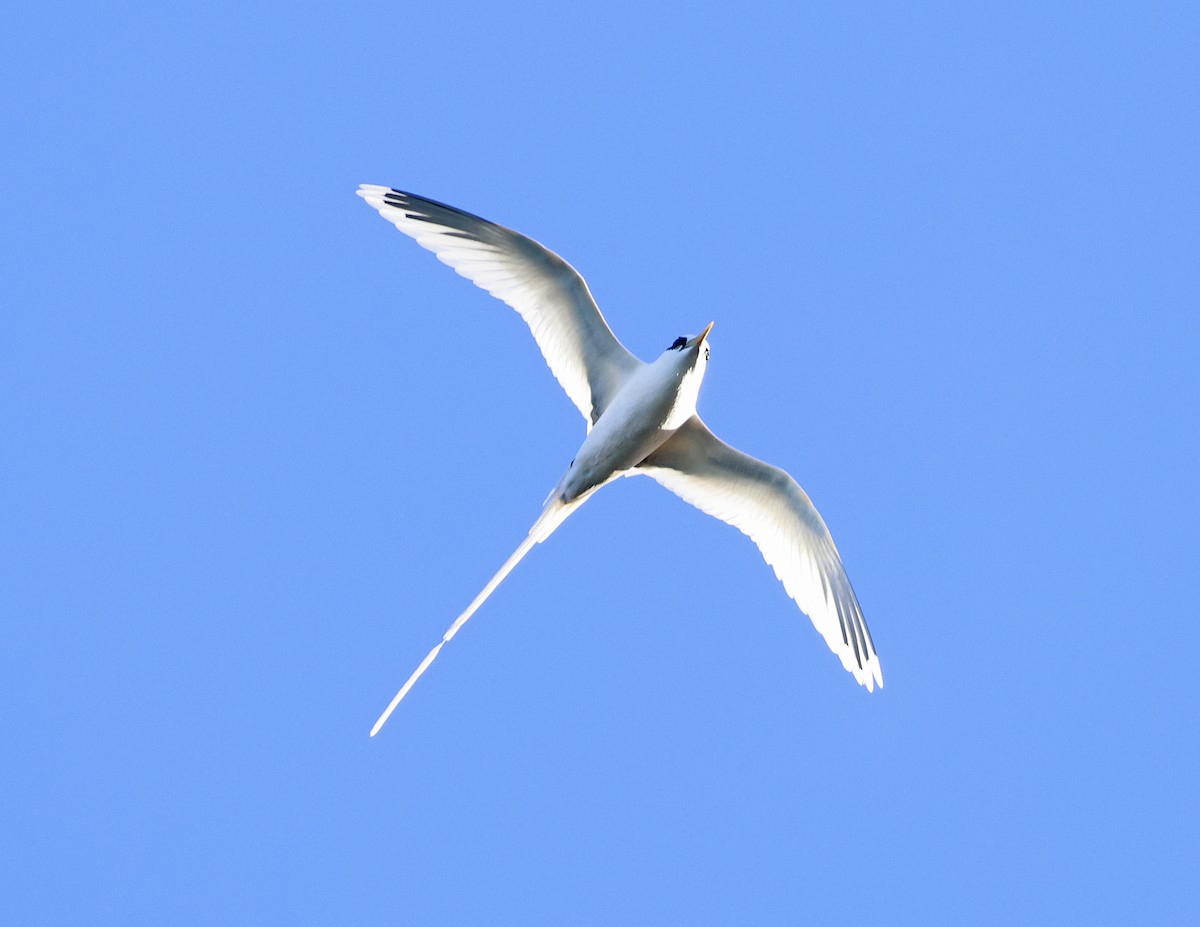 White-tailed Tropicbird - ML621816760