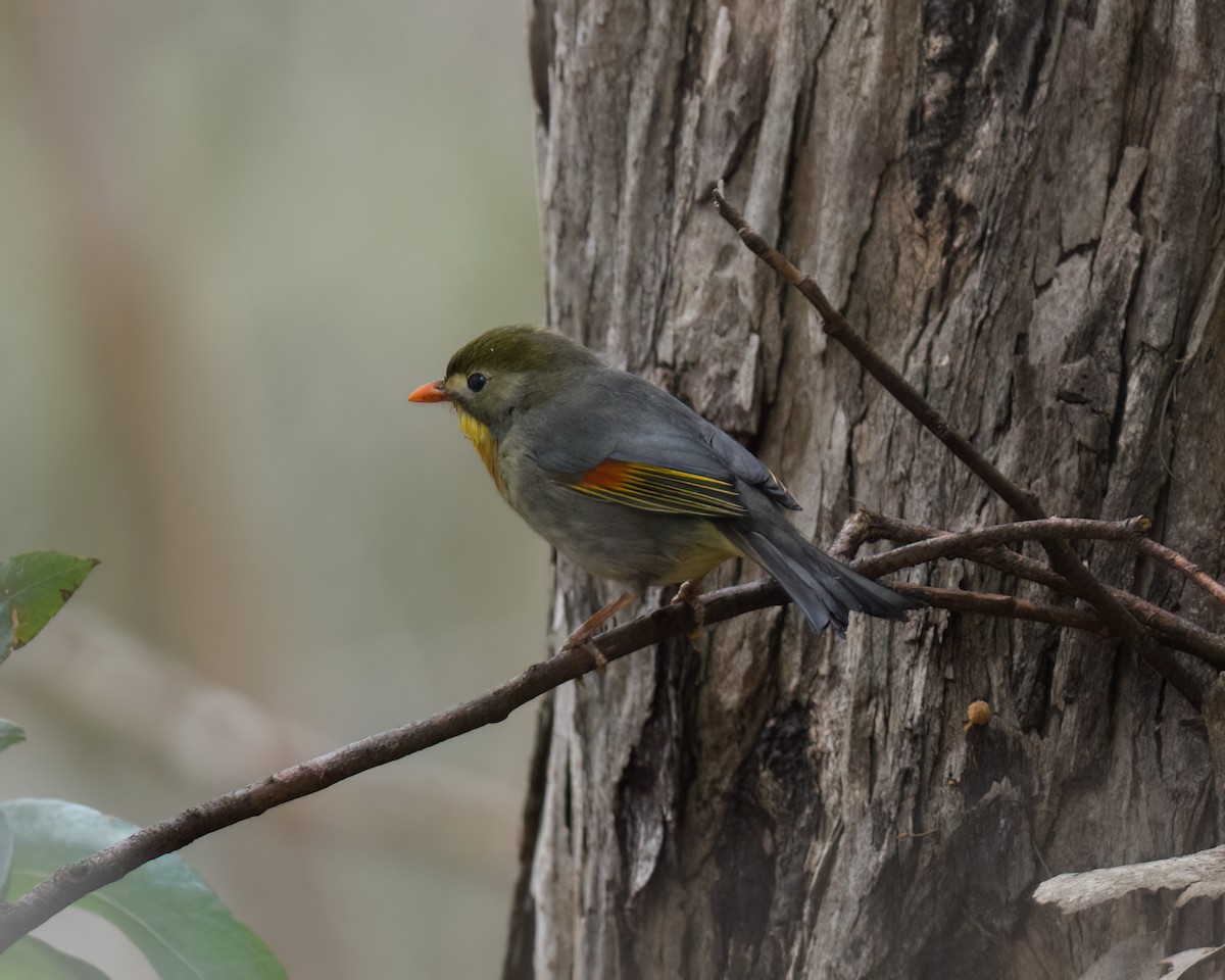 Red-billed Leiothrix - ML621816761