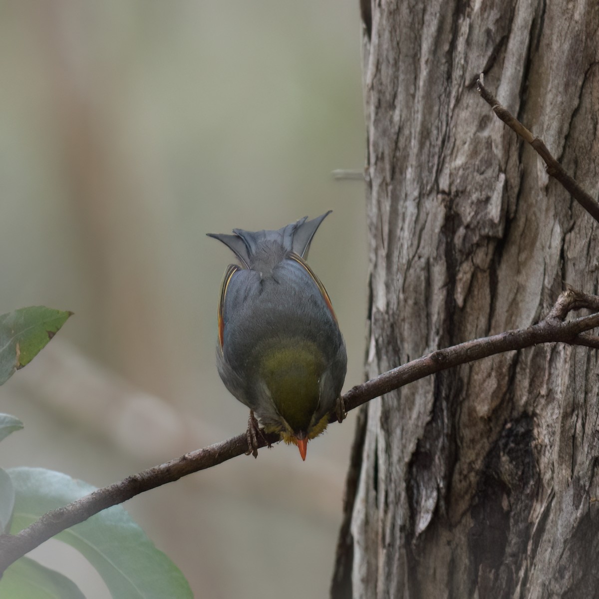 Red-billed Leiothrix - ML621816762