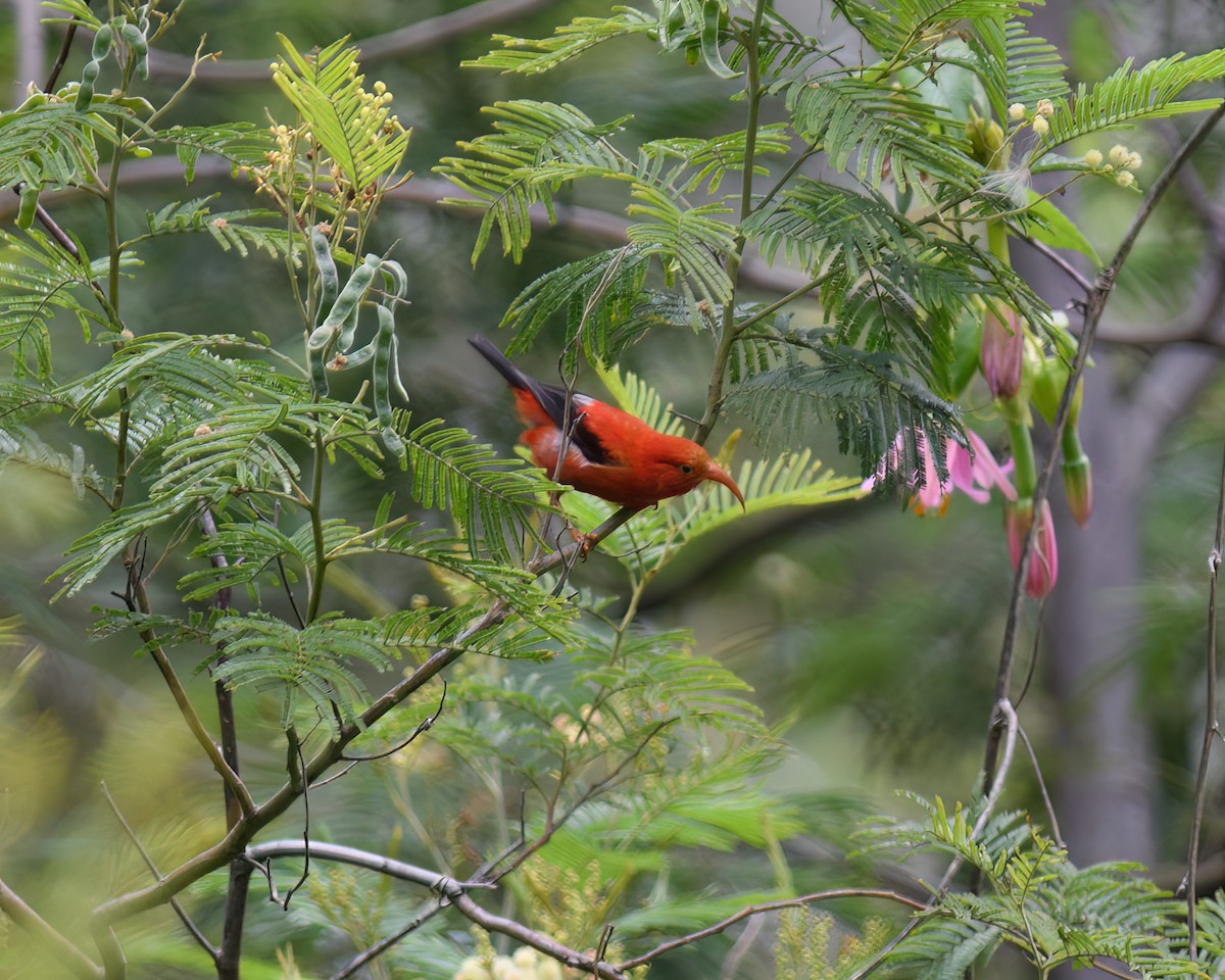 Iiwikleidervogel - ML621816793