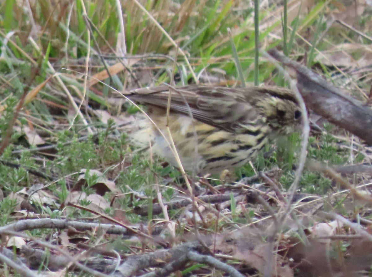 Speckled Warbler - ML621816811