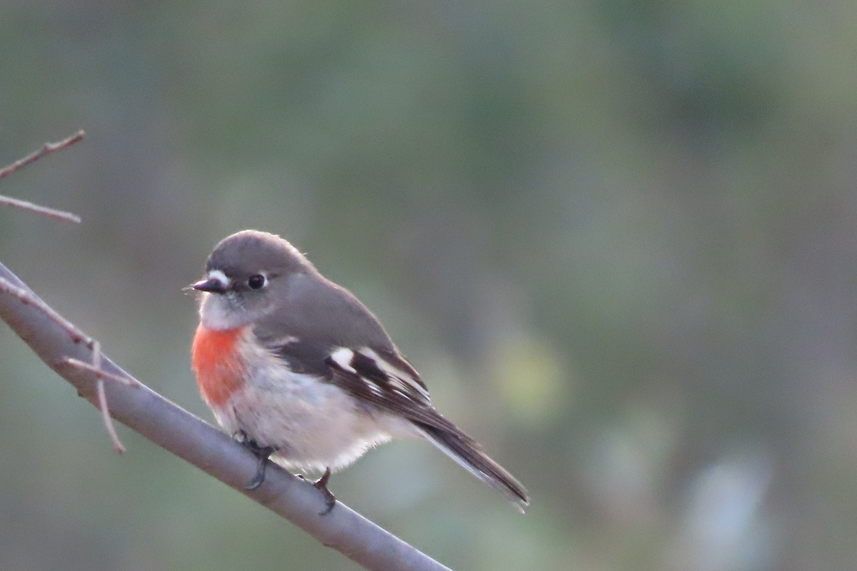 Scarlet Robin - ML621816820