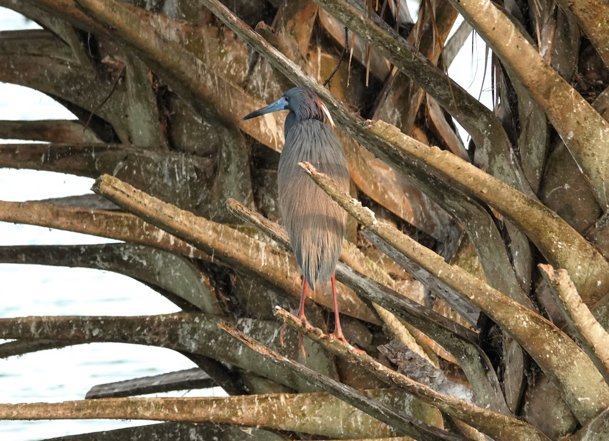 Tricolored Heron - ML621816908