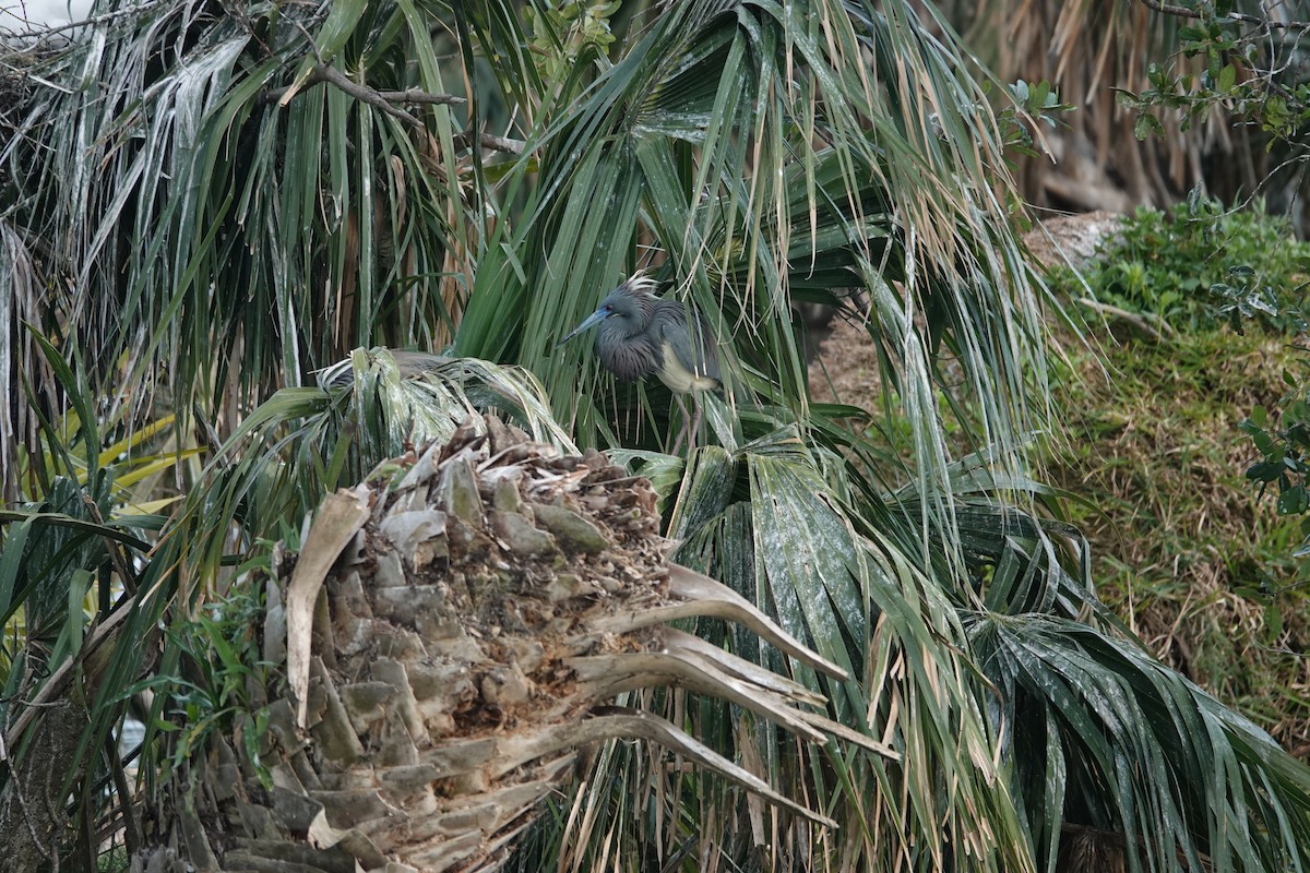 Tricolored Heron - ML621816909