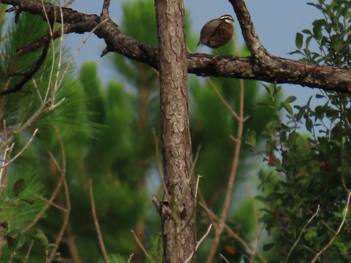 Northern Bobwhite - ML621816967