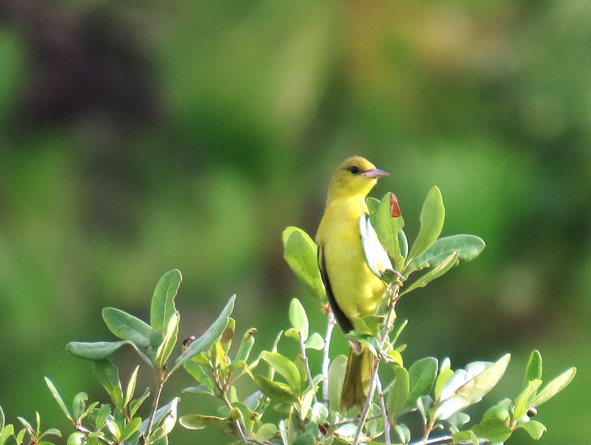 Orchard Oriole - ML621816999