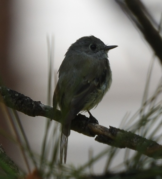 Hammond's Flycatcher - Guy Babineau