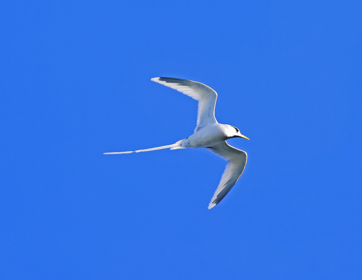 White-tailed Tropicbird - ML621817011