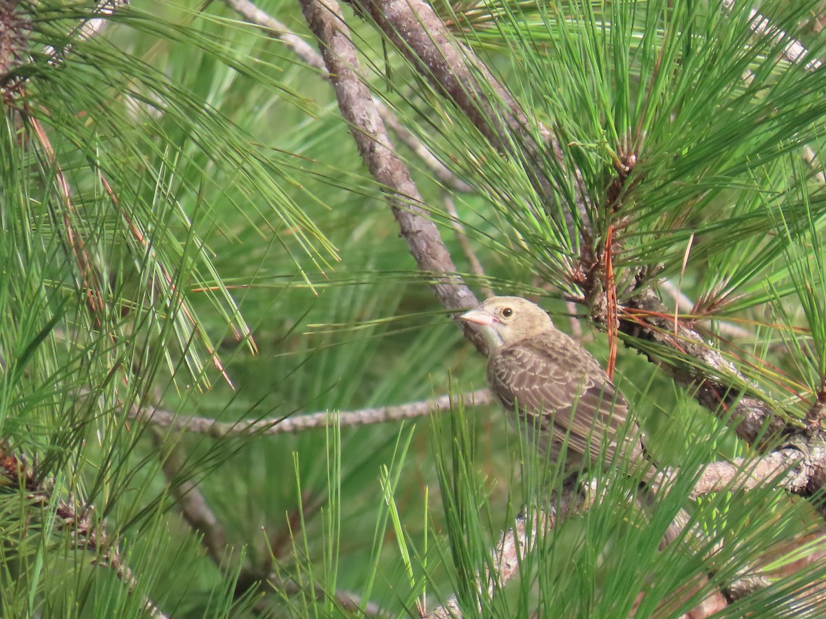 Blue Grosbeak - ML621817012