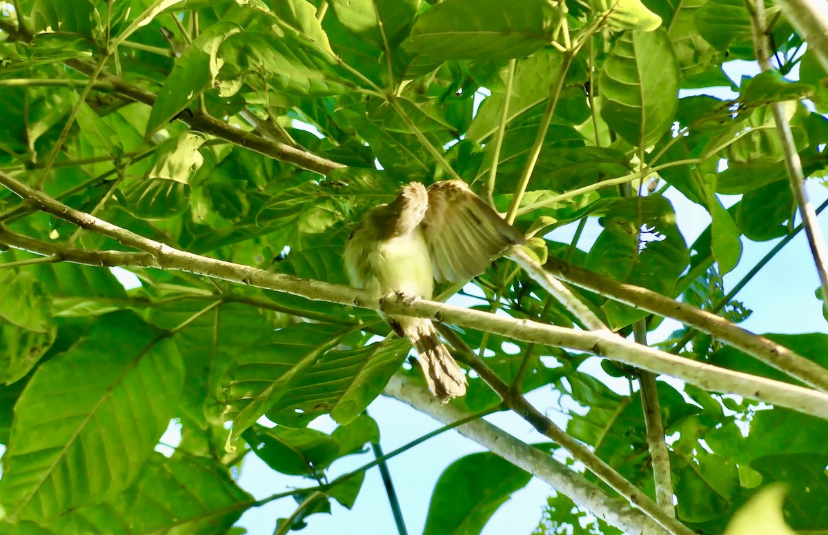 Yellow-bellied Elaenia - ML621817037