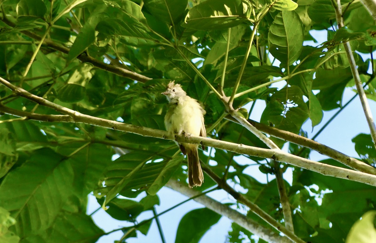 Yellow-bellied Elaenia - ML621817041