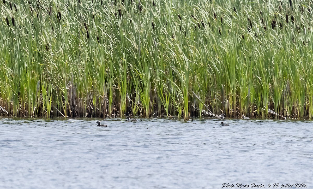Pied-billed Grebe - ML621817048