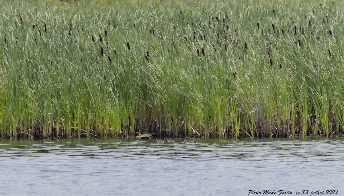 Pied-billed Grebe - ML621817050