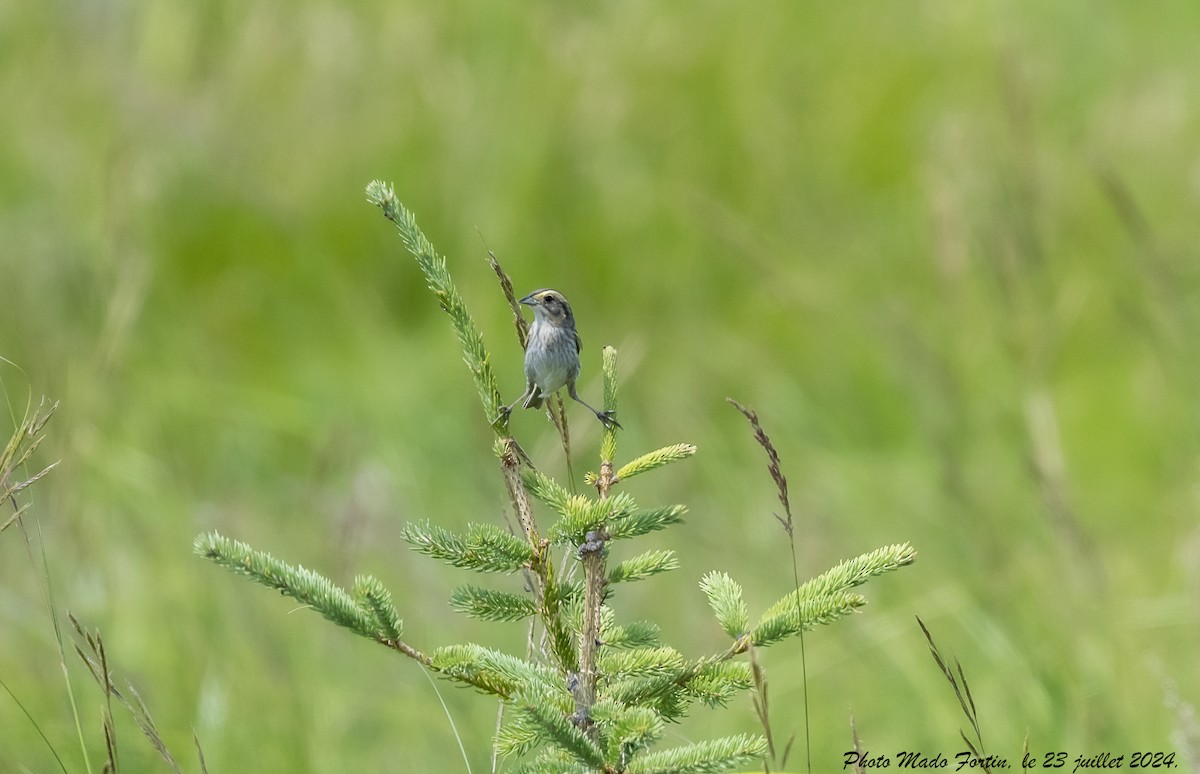 Nelson's Sparrow - ML621817061