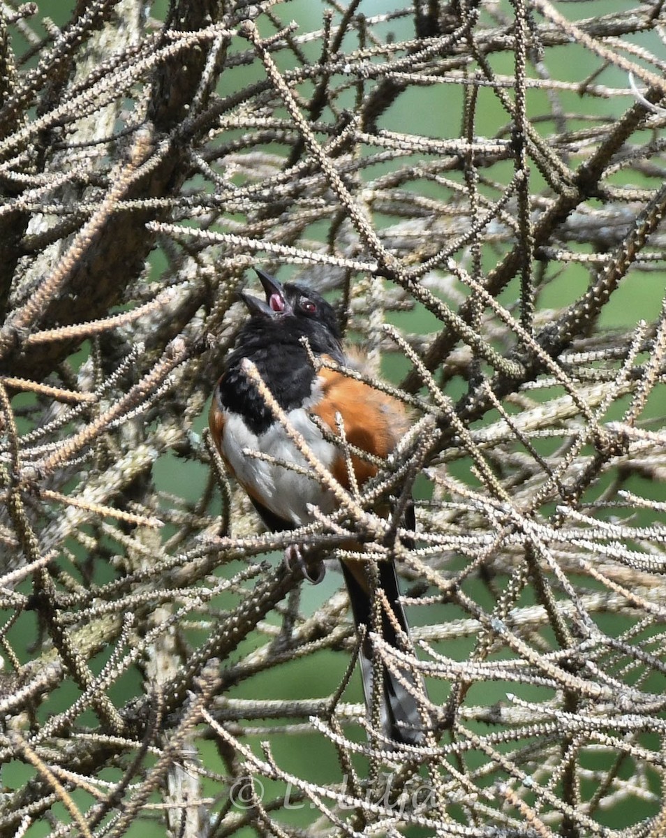 Eastern Towhee - ML621817145