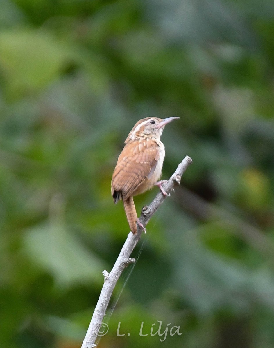 Carolina Wren - Lorri Lilja