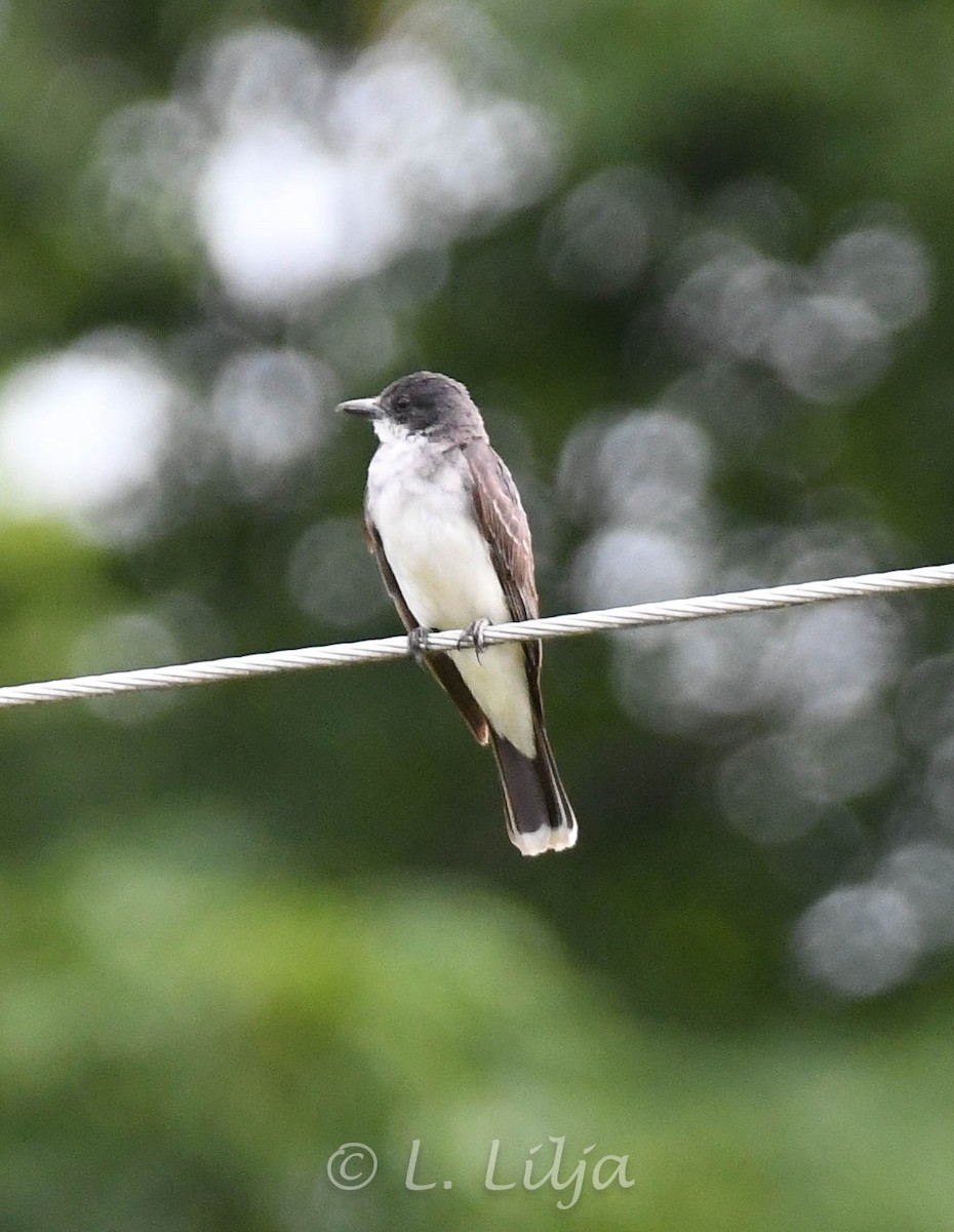 Eastern Kingbird - ML621817185