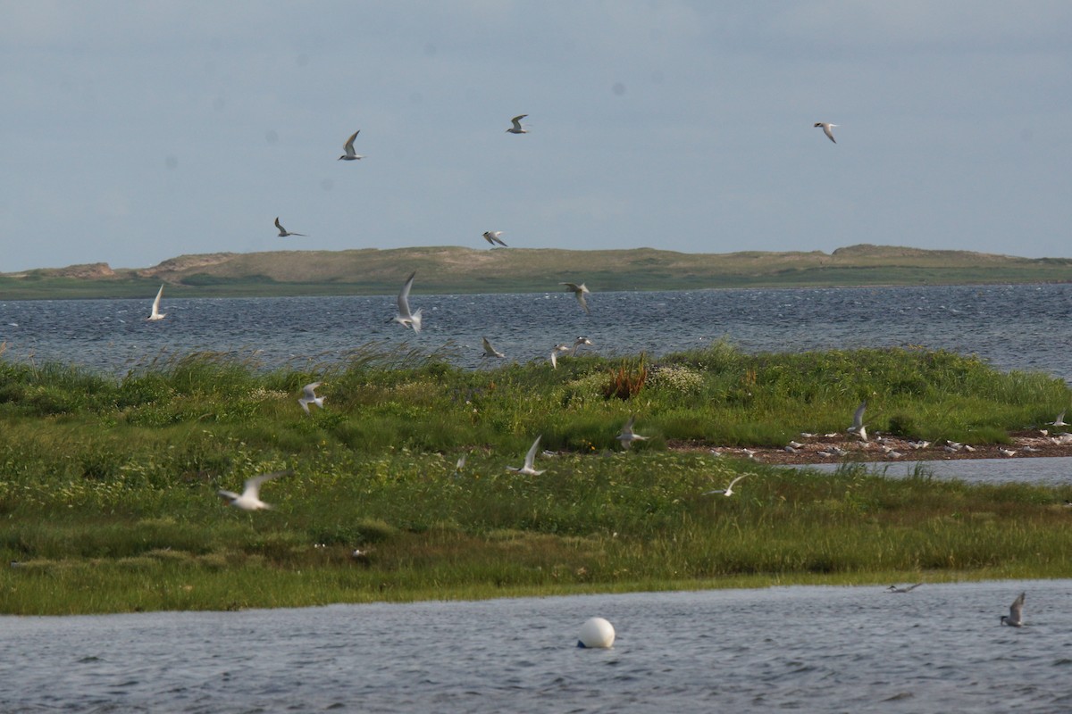 Sandwich Tern - ML621817357