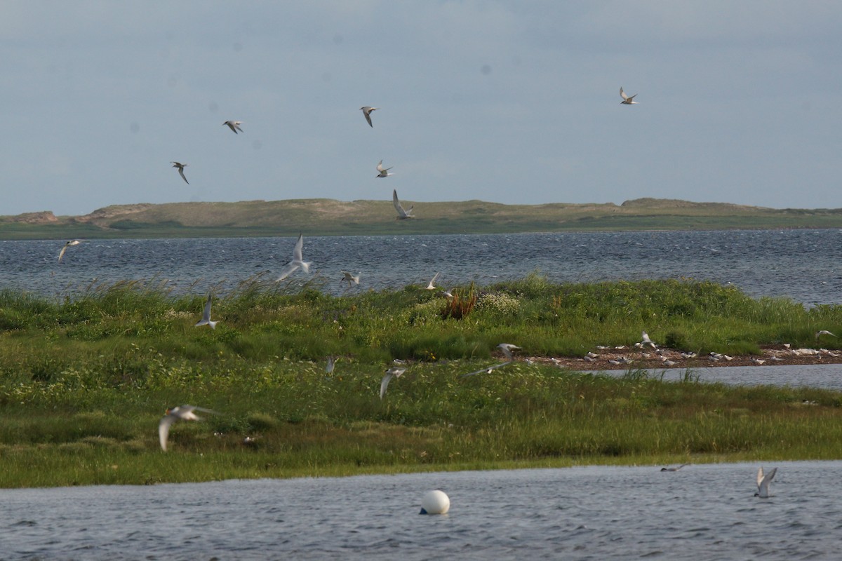 Sandwich Tern - ML621817358