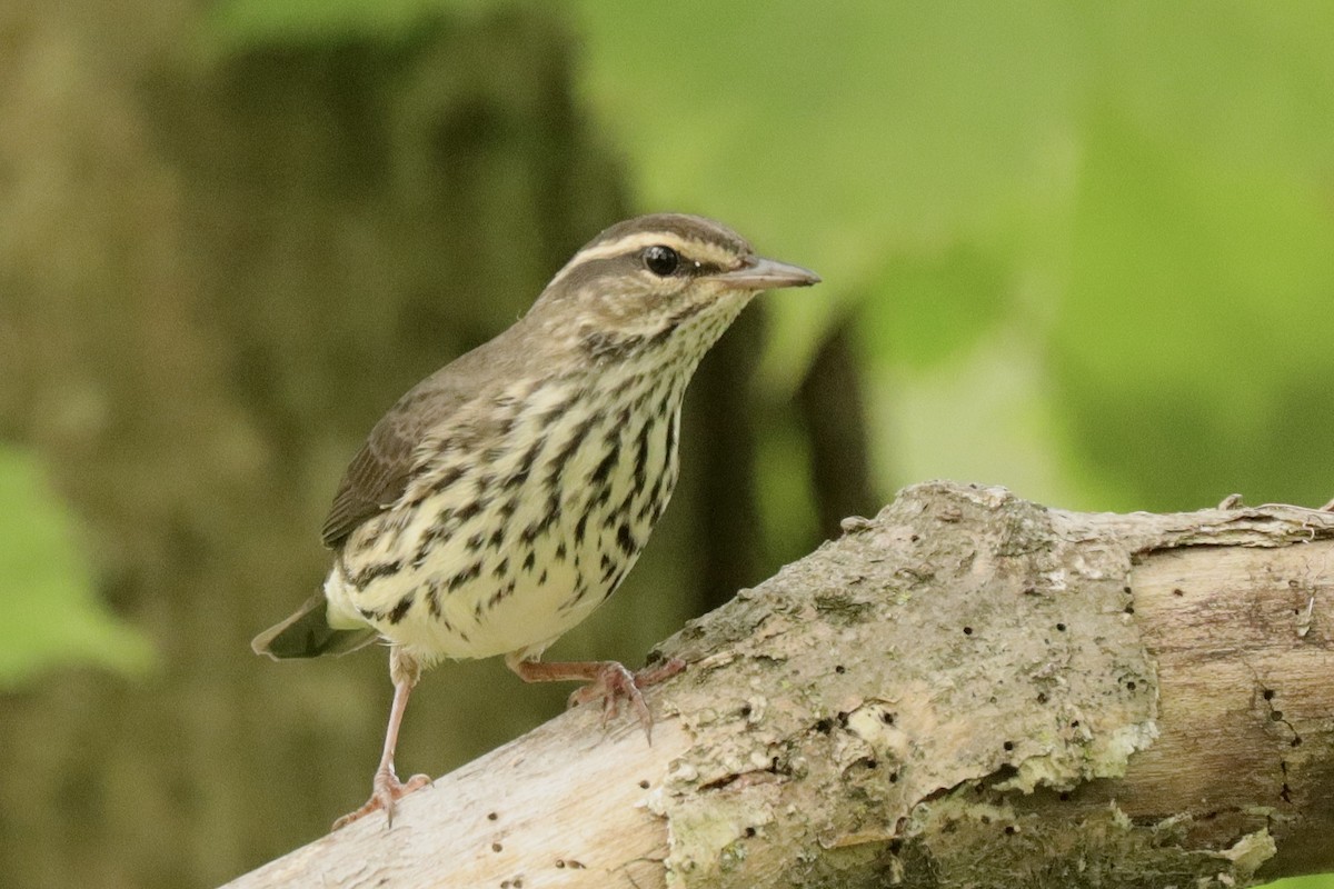 Northern Waterthrush - Fred Grenier