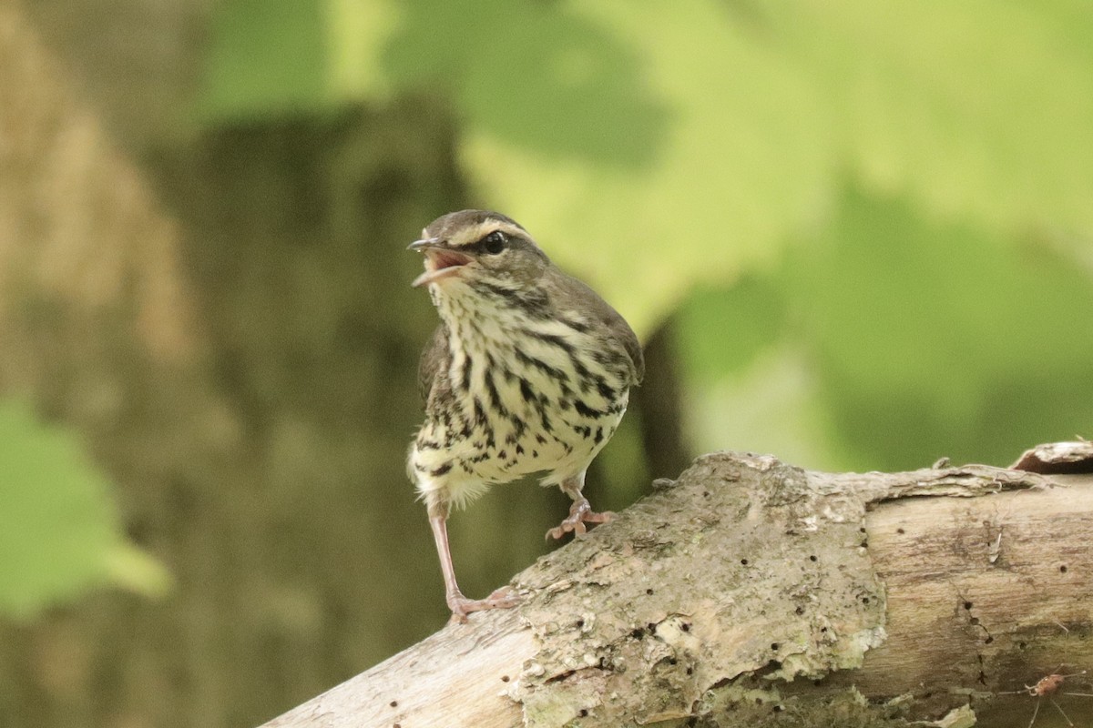 Northern Waterthrush - Fred Grenier