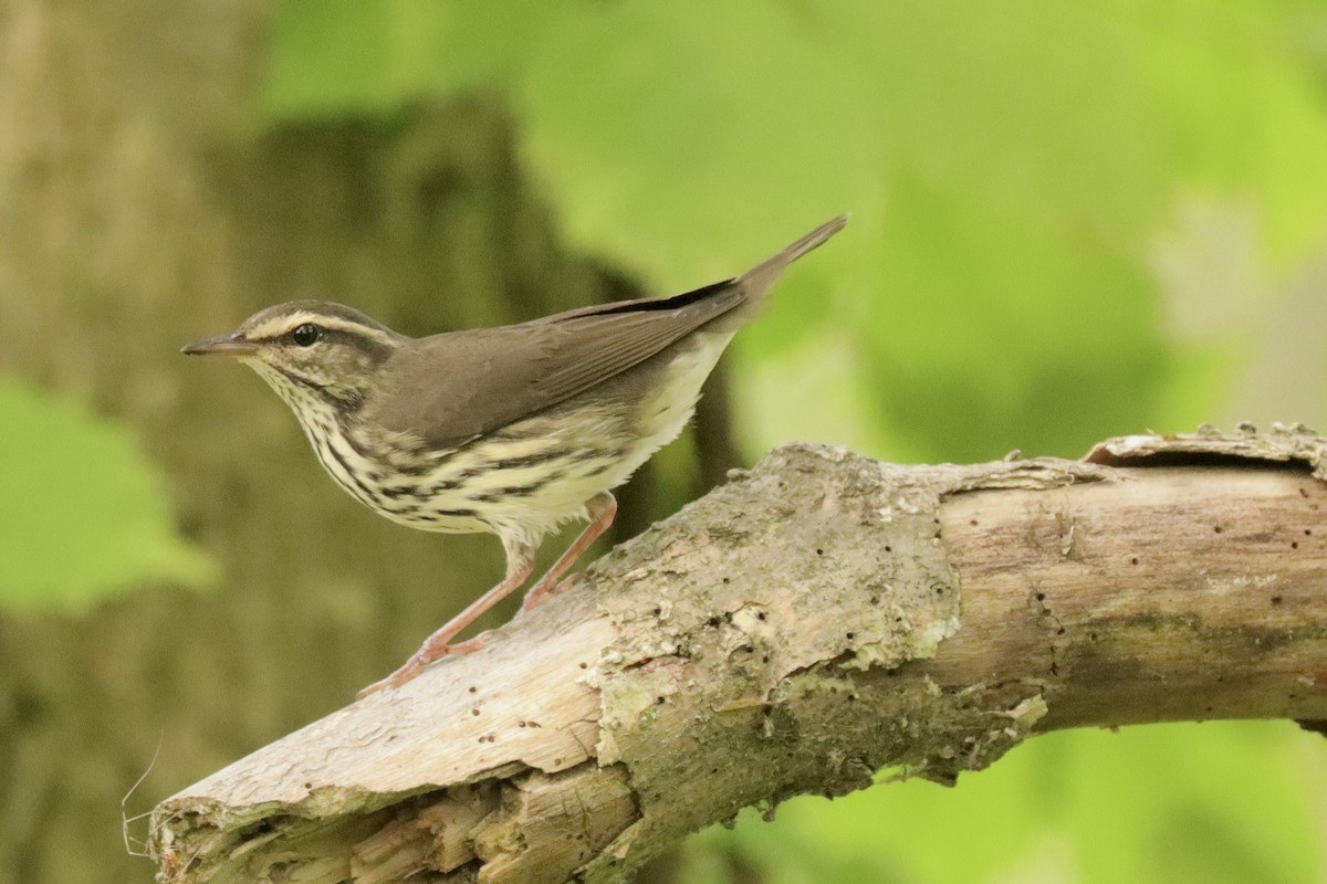 Northern Waterthrush - ML621817366