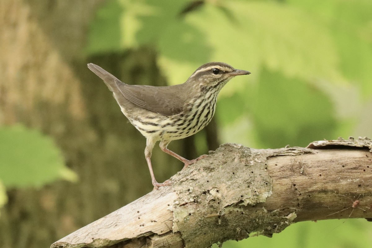 Northern Waterthrush - ML621817367